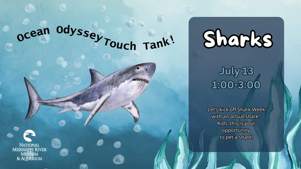 Ocean Odyssey Touch Tank