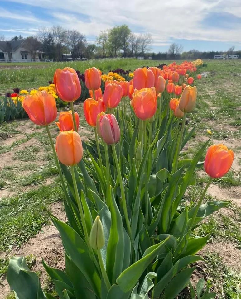 Tulip Farm Tour - Pick Your Own Tulips at Hemingway Hill