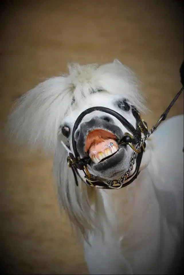 IN HAND PRE SEASON WARM UP SHOW