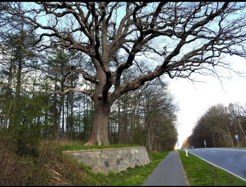 SK-AL Cannonball "Den store Eg"