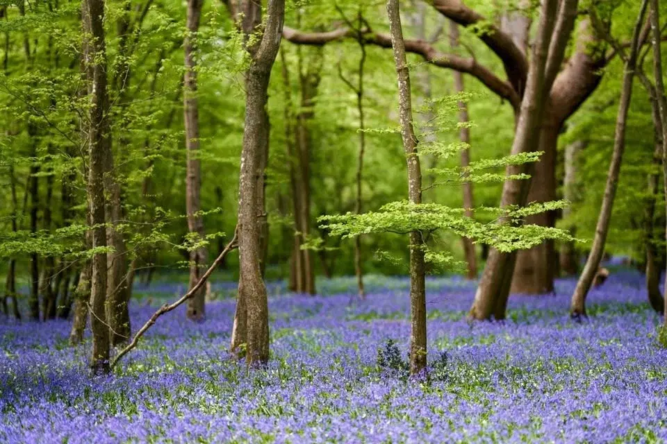 CRT Bluebell Walk Take-Over