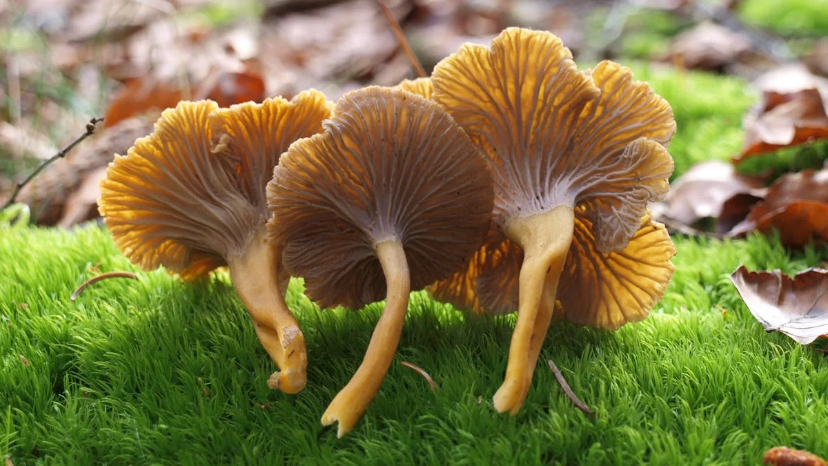 Svampetur i Gribskov (Nødebo)