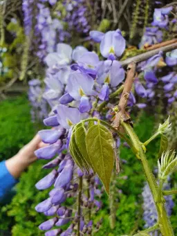 Änglameditation med Angelic Reiki Healing med Ylwa. Ingen föranmälan