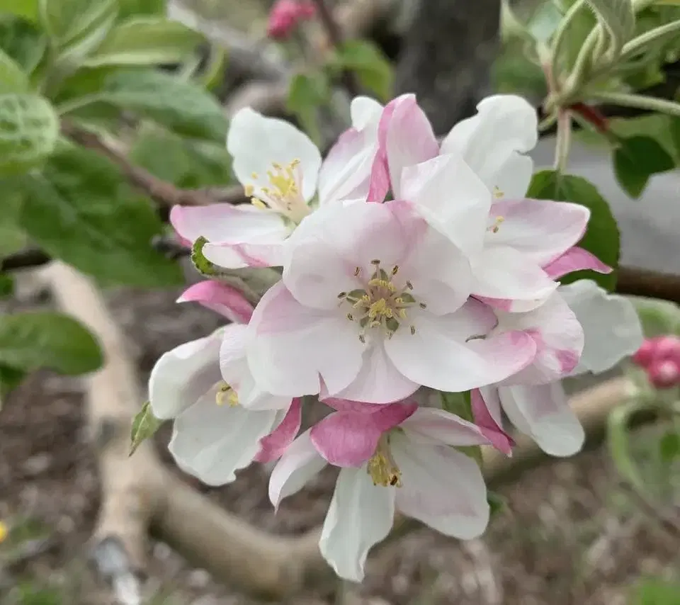 Apple Blossom Festival