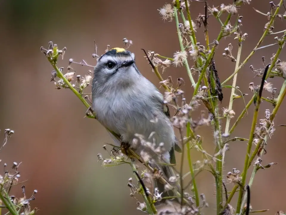 Second Saturday Bird Walk