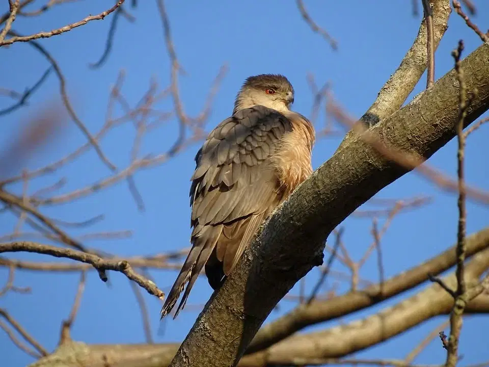 Spring Orchard Birding Walk