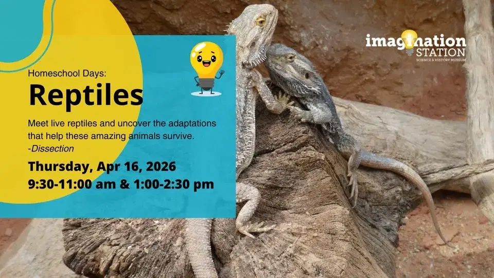 Homeschool Days: Reptiles- dissection