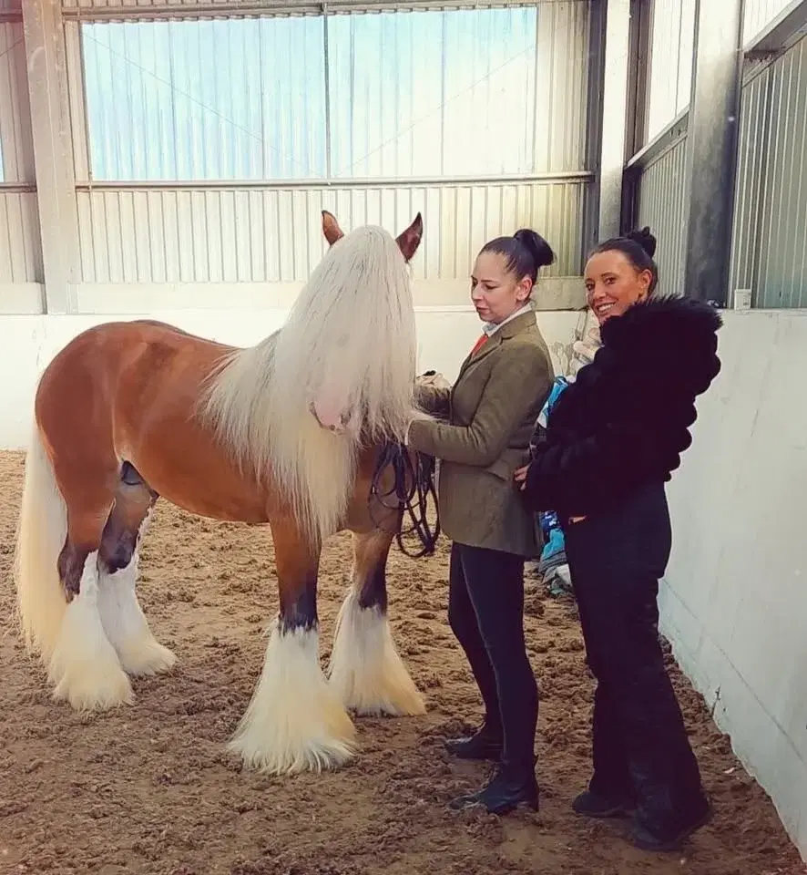 Inhand & Ridden Show by havana shows