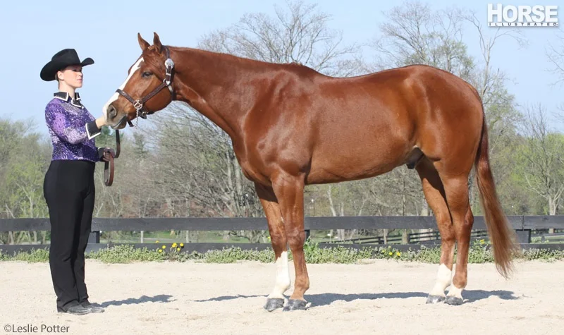 2026 Darke County 4-H PAS Horse Show