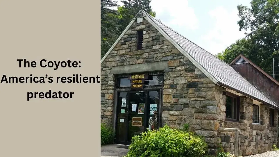 The Coyote: America’s resilient predator