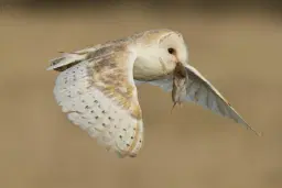 Birds of Prey Evening