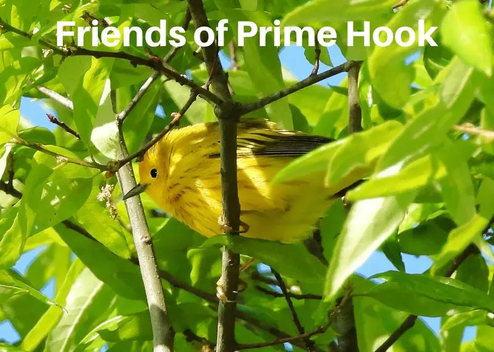 First Saturday Guided Bird Walk with Sussex Bird Club