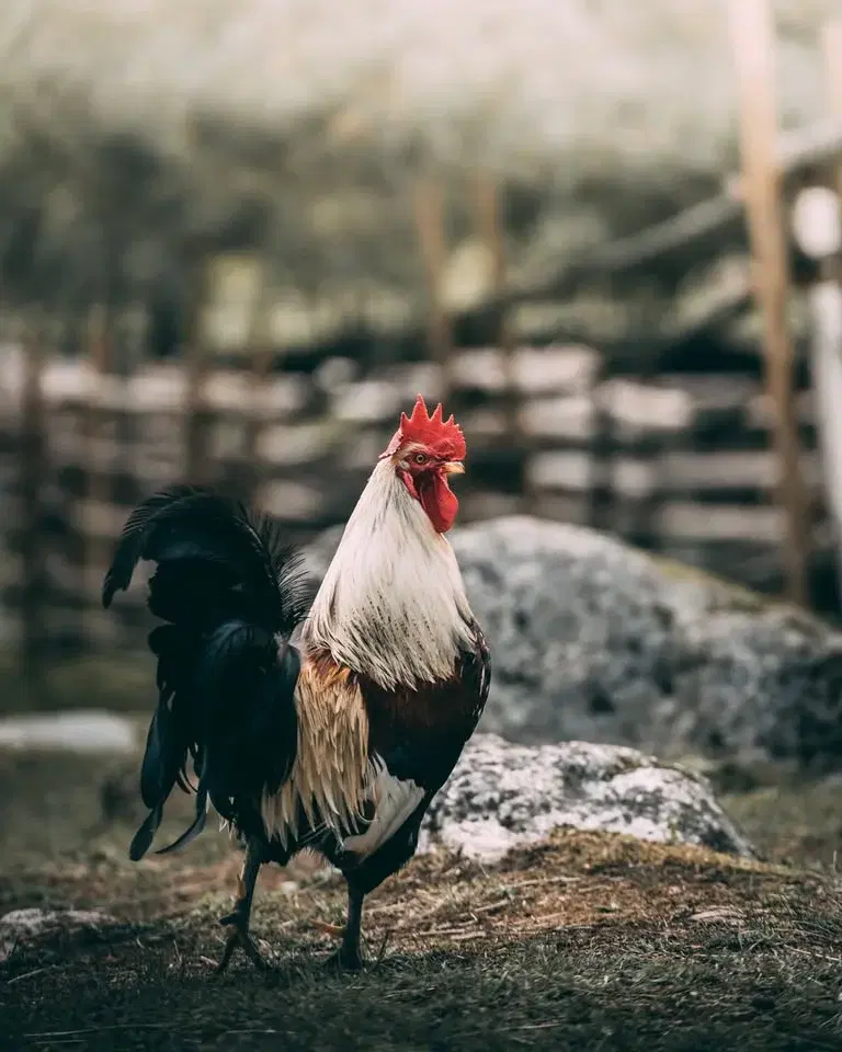 Påsklov på Gunnes gård/Easter holiday on Gunnes gård