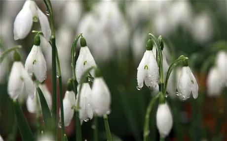 Imbolc - Candlemas on Primrose Hill, London