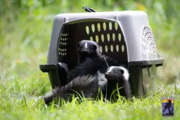 Backyard Wildlife - Safety & Rehabilitation with Raven Ridge