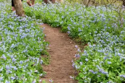 2026 Bluebell Festival