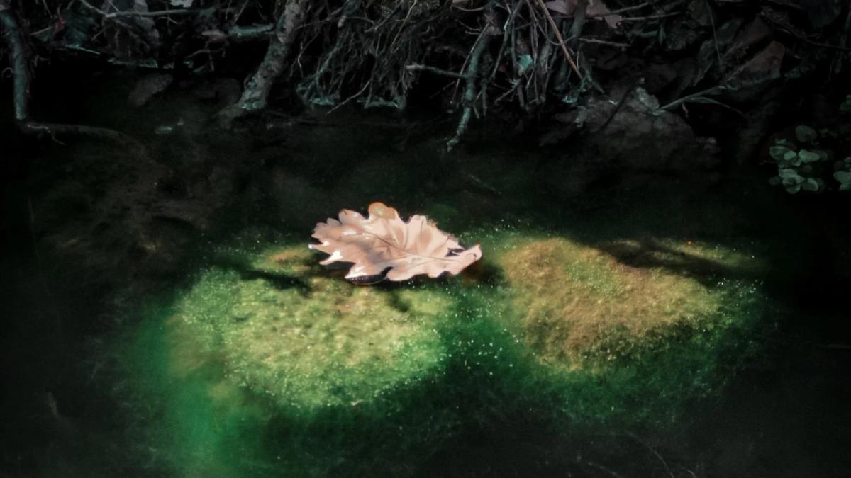 🌿 FESTIVALYRAN 2.0 – Djup bland gläntors flor 🌌