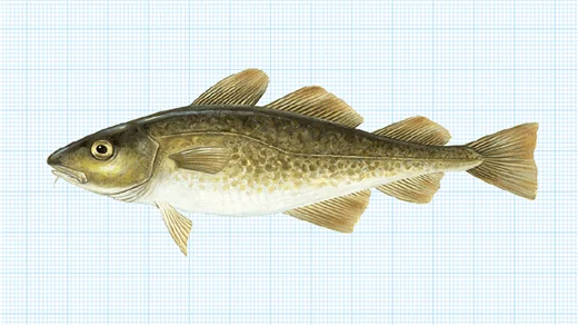 "Hållkäftenlunch #56 - Torsk i alla former"