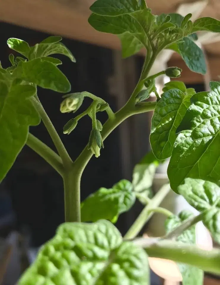 Plant- och fröbytardag på Naturcentrum