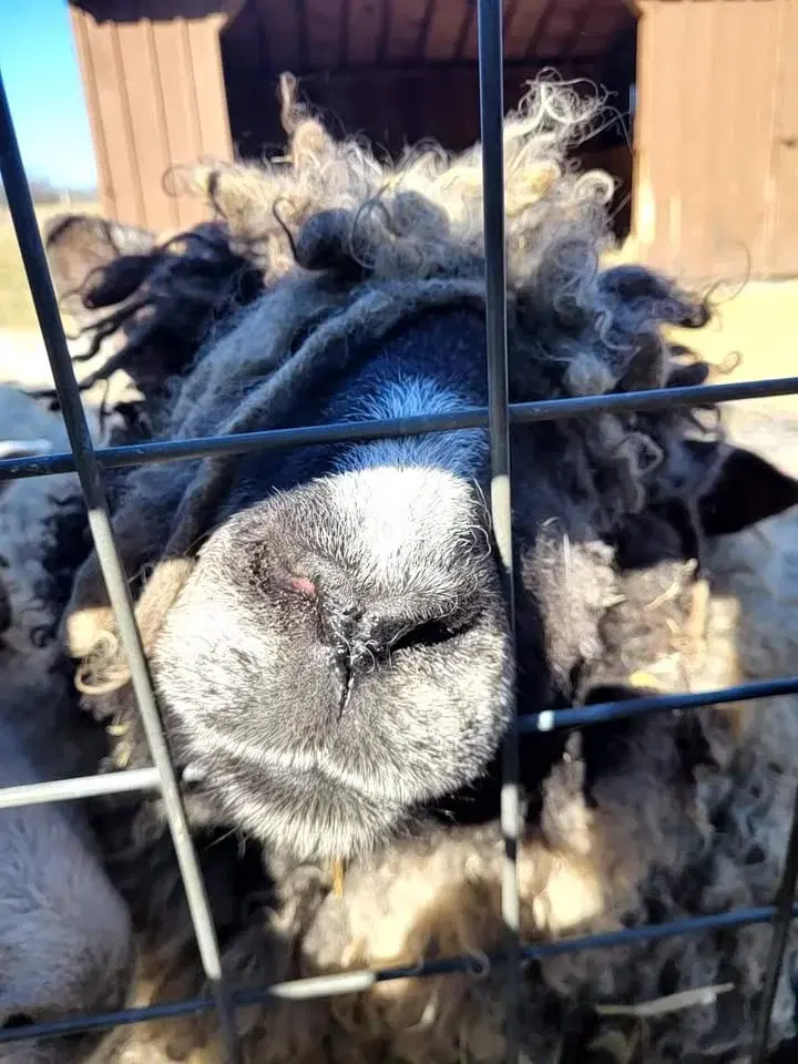 Sheep Shearing Day at Fox Chase Farm