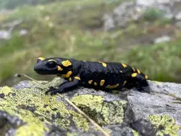 Пролет в Средна Гора - хижа Фенера, Кози Грамади и минерален басейн