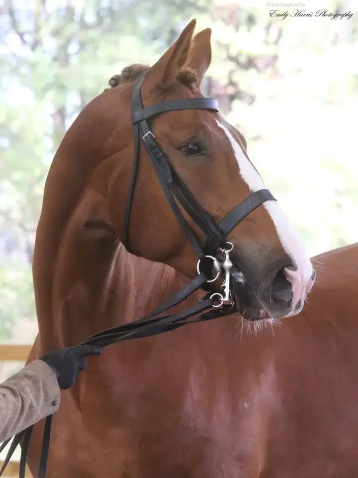 THE EAST ANGLIA HORSE SHOW