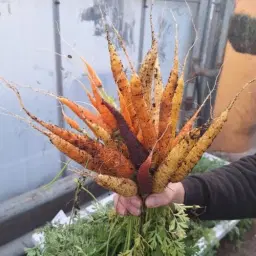 Growing in small urban spaces - designing square metre beds and container gardens!