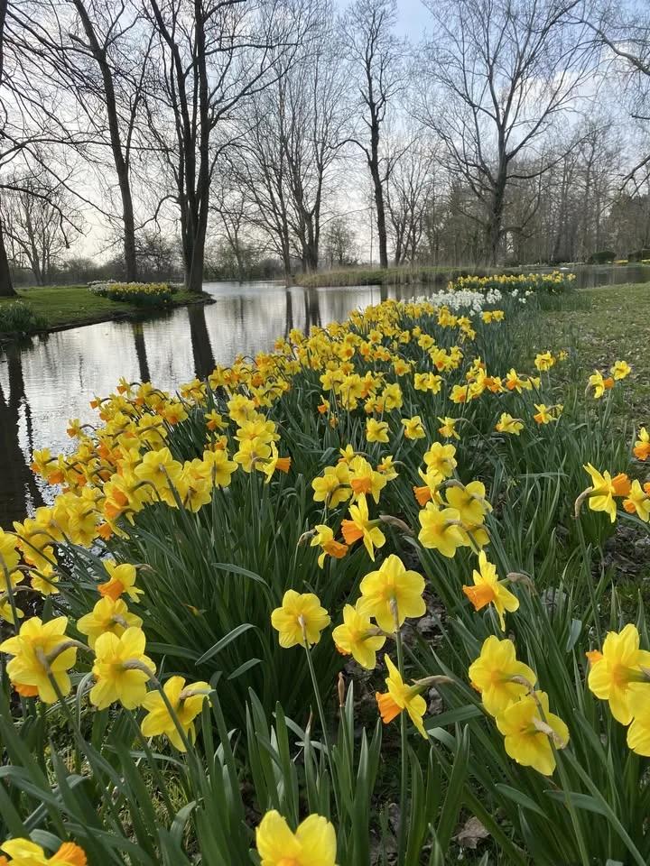 Daffodil Day 2026