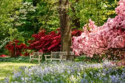 Director’s Garden Walk: Azaleas and Spring Wildflowers