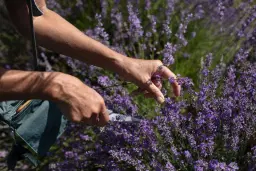 Lavender Growing & Care Workshop