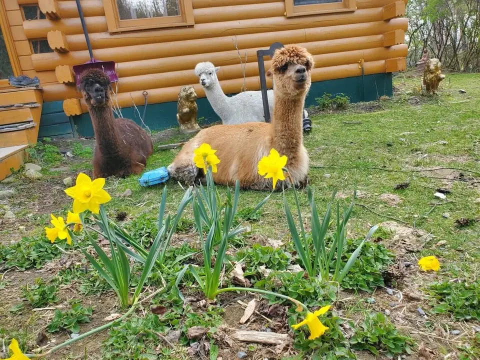 Camp for FREE Weekend - See Thousands of Daffodils!