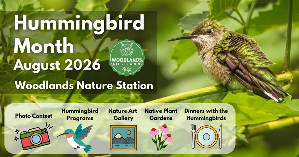 Hummingbird Month @ Woodlands Nature Station