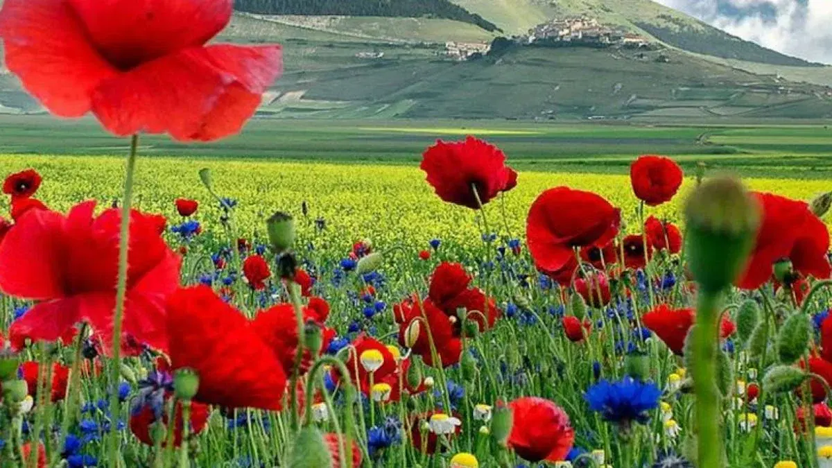 'Poppy Field' Sip & Paint