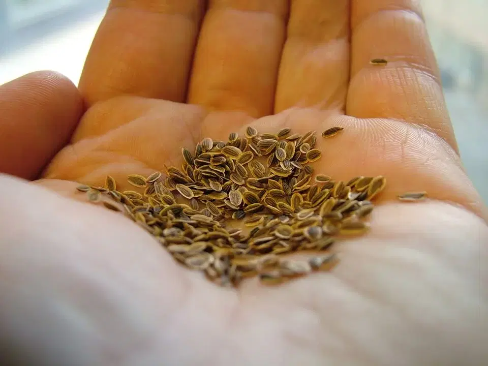 Fröodling - lär dig odla dina egna fröer