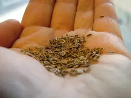 Fröodling - lär dig odla dina egna fröer