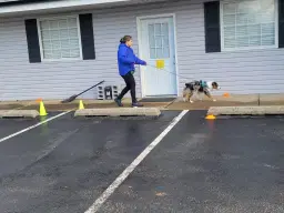 AKC HD and Detective trials (2)