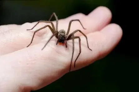 Ångest föreläsning