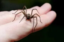 Ångest föreläsning