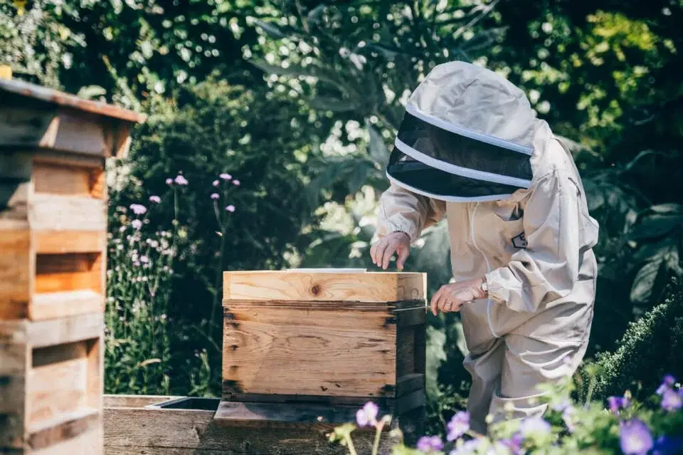 Beekeeping Beginners Course (5 weeks) | Cwrs cadw gwenyn i ddechreuwyr (5 wythnos)