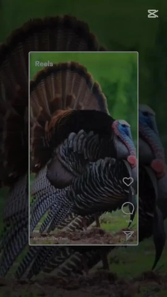Intro to Turkey Hunting