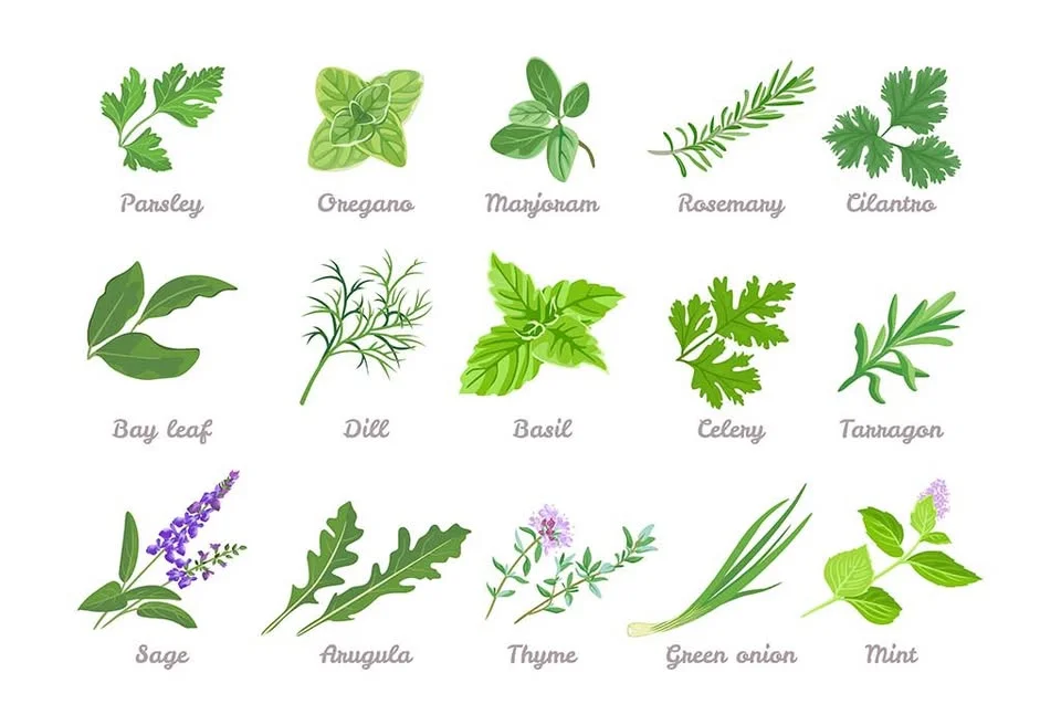 Growing and Cooking with Herbs—Lunch and Learn