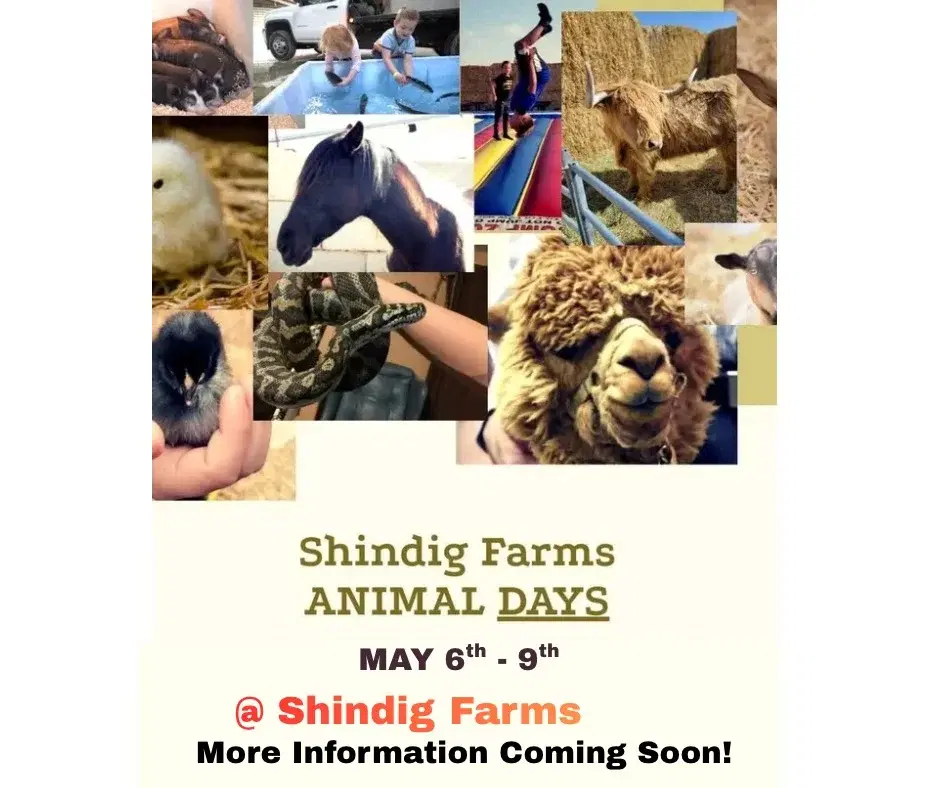 Animal Days at Shindig Farms
