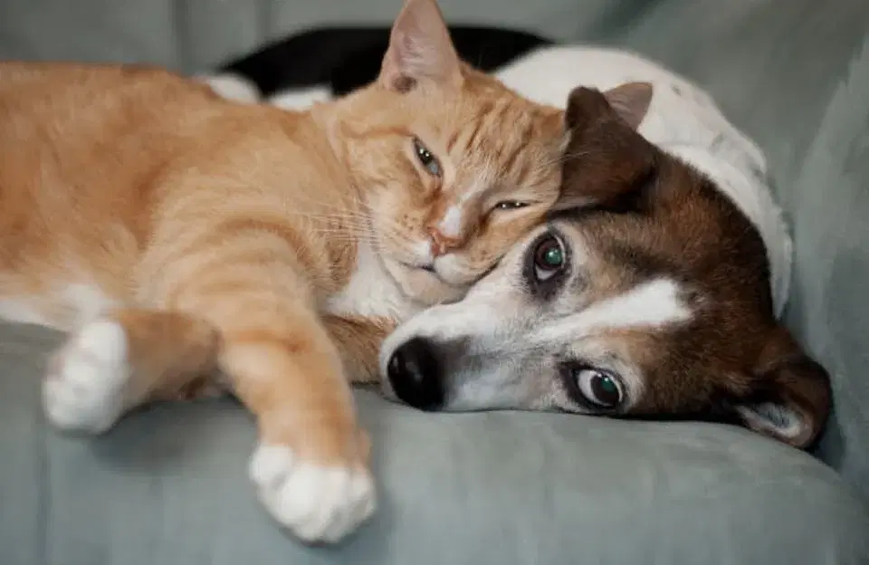 Unforgettable Night to Save Innocent Animals