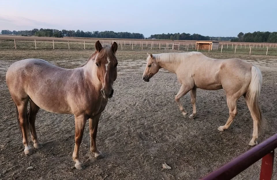 Boots & Buddies Horse Camp