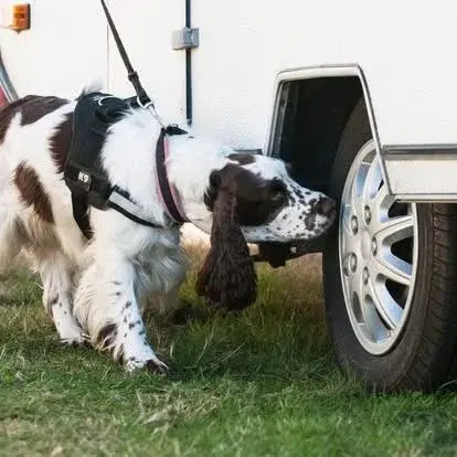 Nose Work klass 2-3 - Mental träning, psykologi och relation.