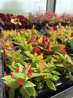 WV Greenhouse Spring Plant Sale 2026