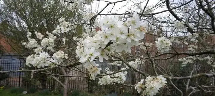 Orchard Blossom Celebration