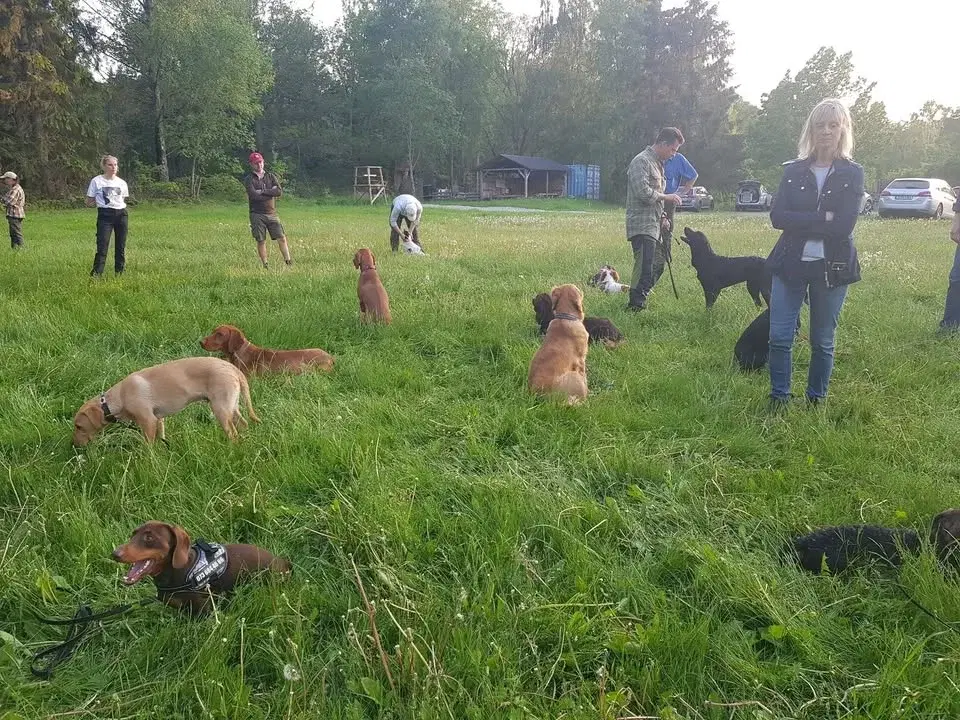 Öppen Hundträning på Bogesund