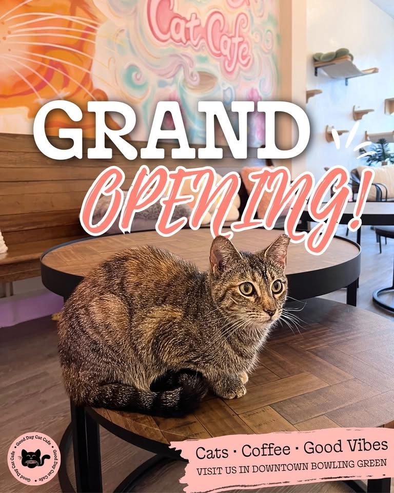 Grand Opening at Good Day Cat Cafe