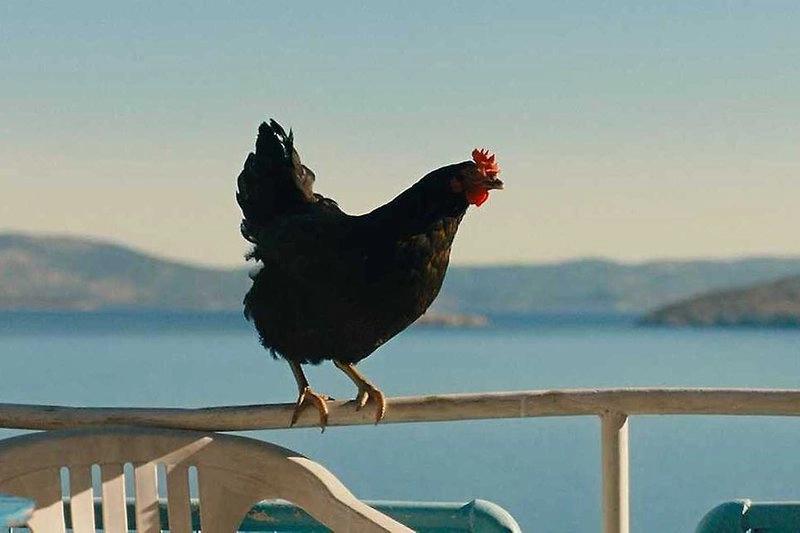Hen